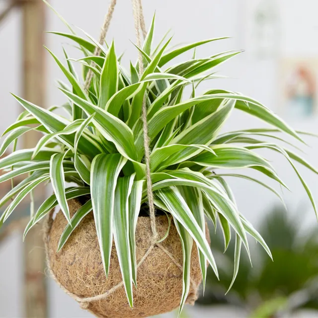Bakker Phalangère Ocean plante d'intérieur pot Ø 12cm cascade