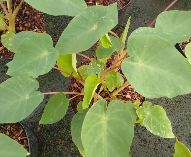 Pépinières Ripoche Colocasia esculenta Pink China plante exotique