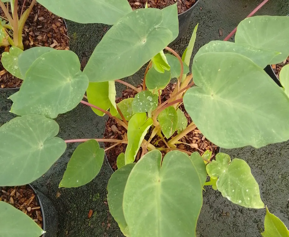 Pépinières Ripoche Colocasia esculenta Pink China plante exotique