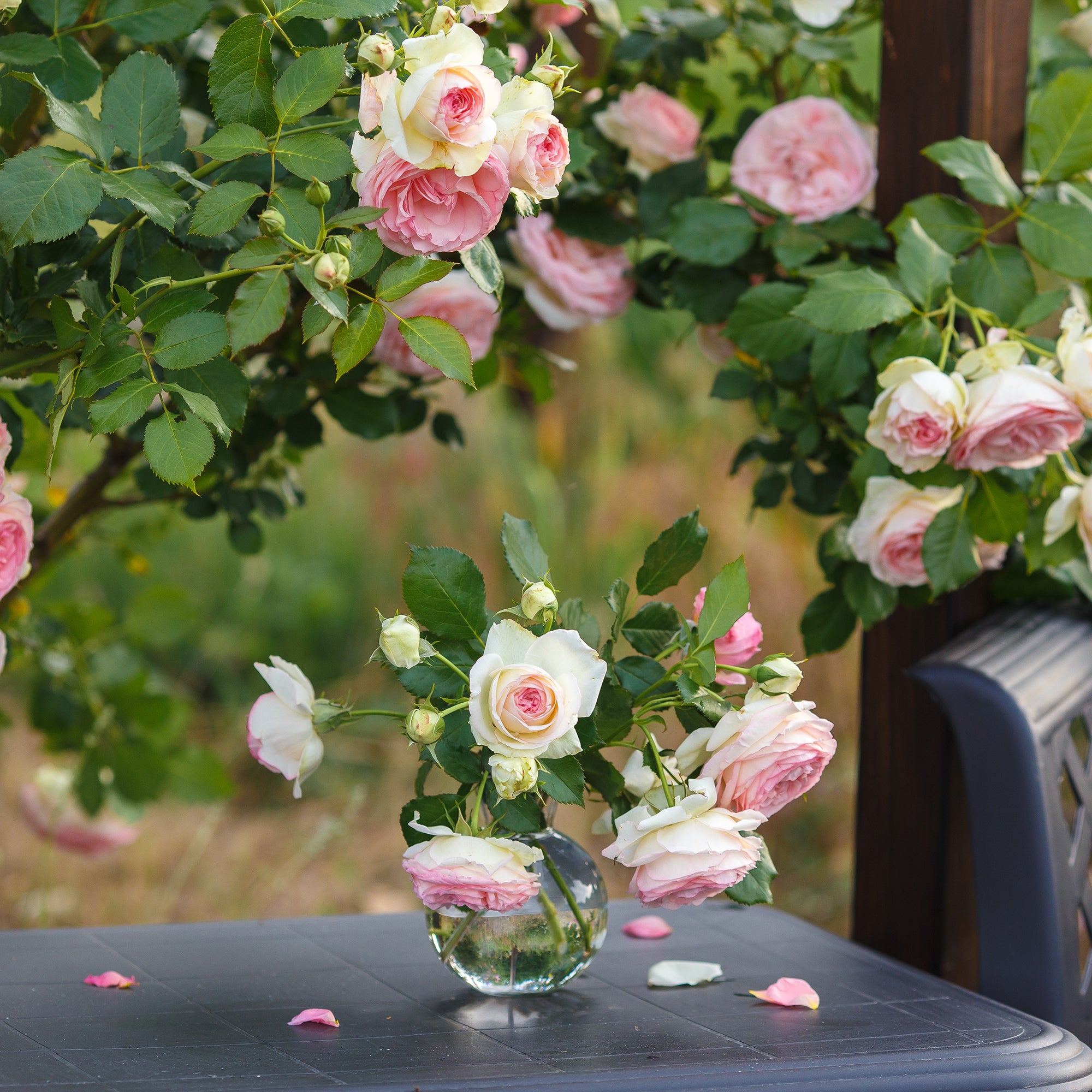 Bakker Rosiers Pierre de Ronsard rosier grimpant pot 4L rose