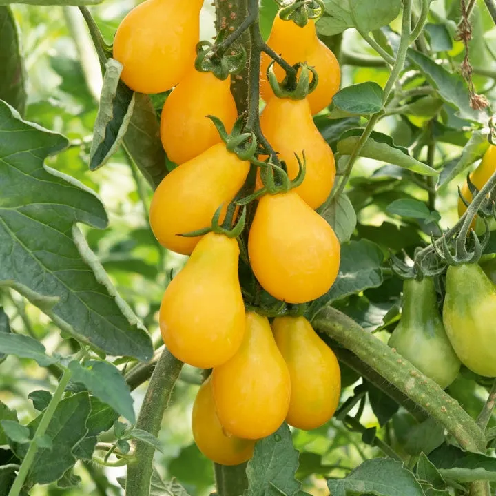 Bakker Yellow Pearshed tomate cerise 3 plants Ø10,5cm jaune sucrée