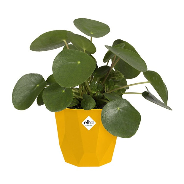 Elho B for Rock cache-pot ocre pièce 18cm étanche
