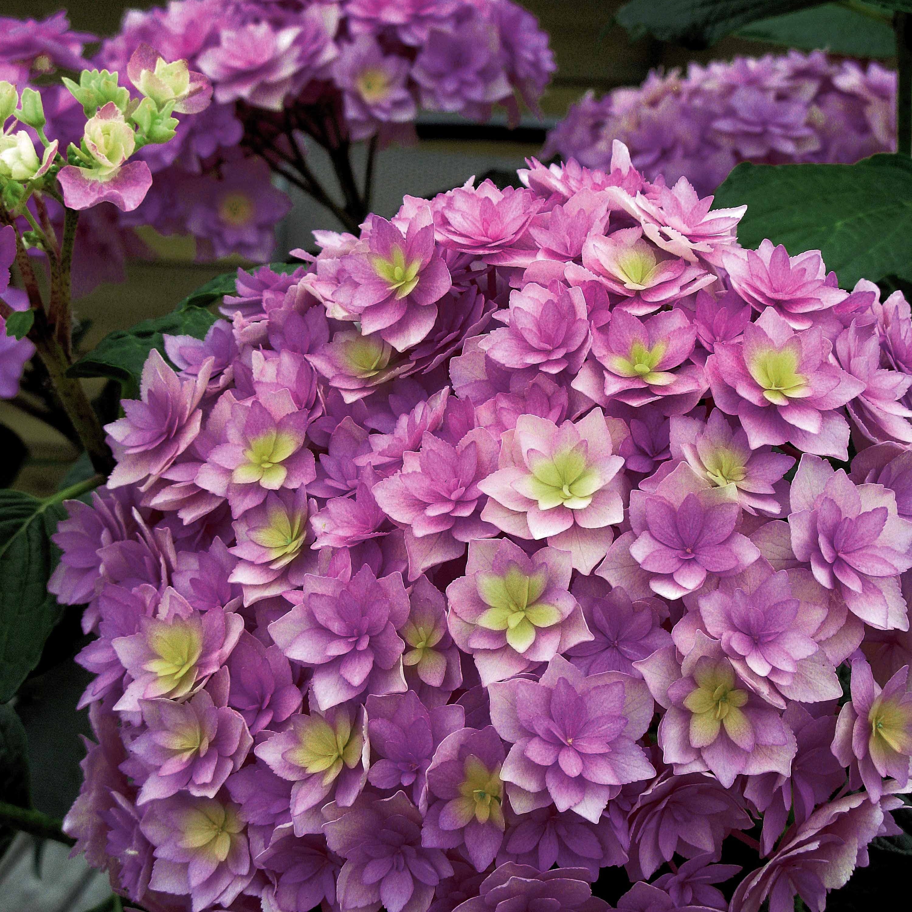 Bakker Expression hortensia rose 0.8L 15-20cm