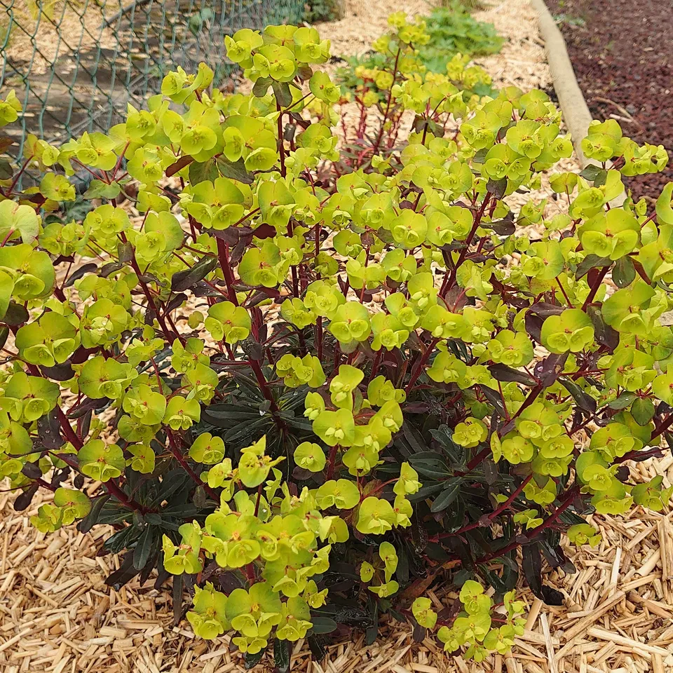 Passion Vivaces Euphorbia Despina euphorbe pourpre pot 1 litre
