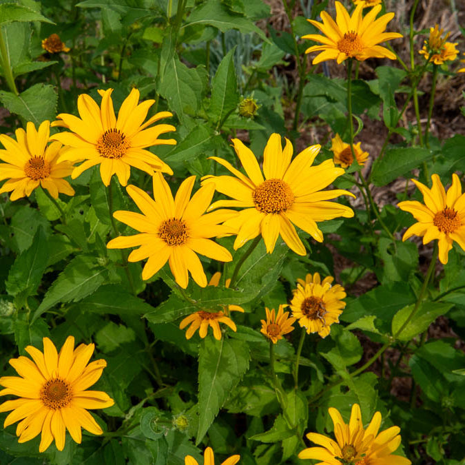 Bakker Héliopsides vivace 5 racines nues jaune soleil