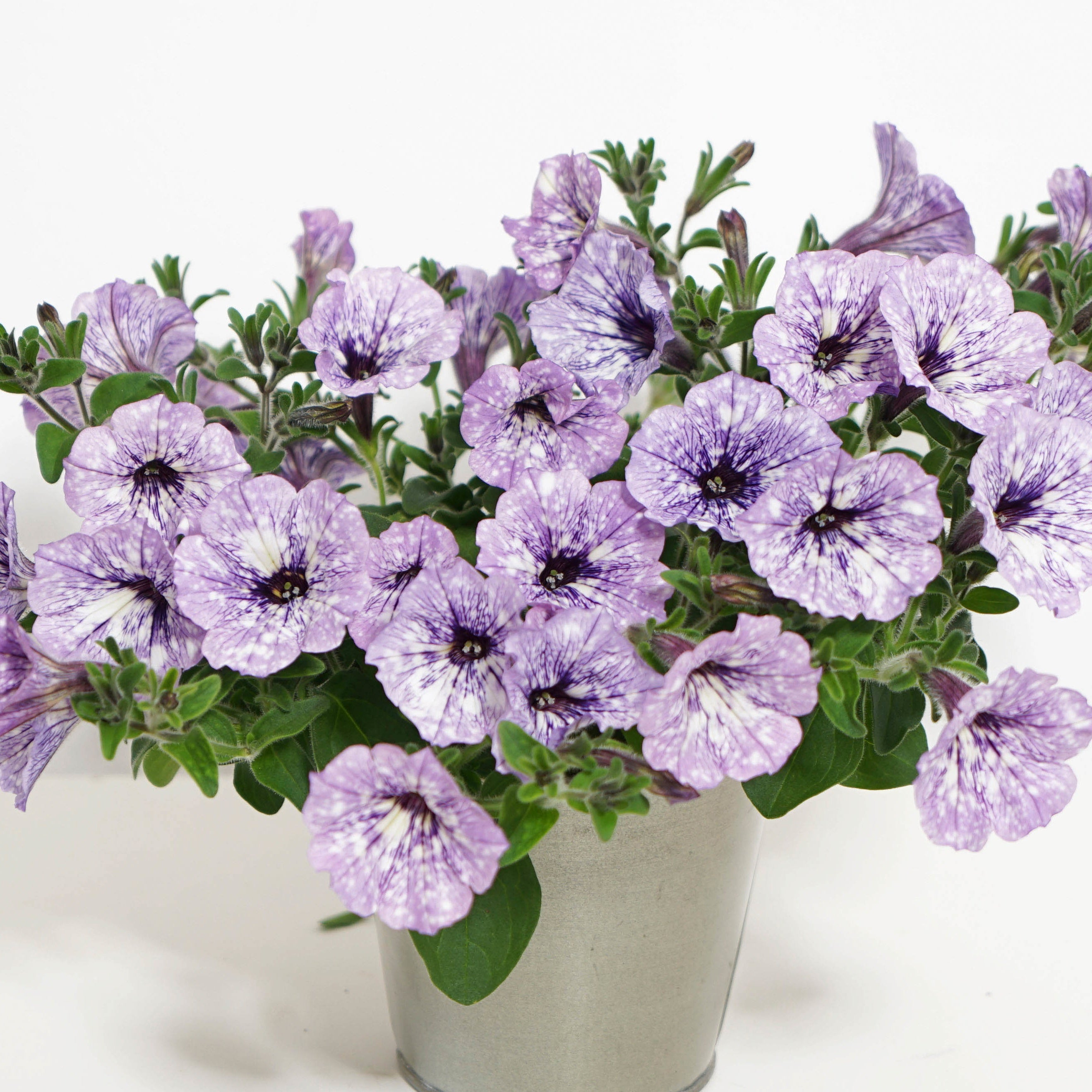 Bakker Lavender Sky pétunia violet 3 pots Ø10,5cm