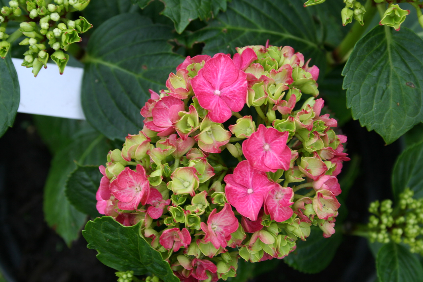 Les Hortensias du Haut Bois Harry's Red Hortensia Godet