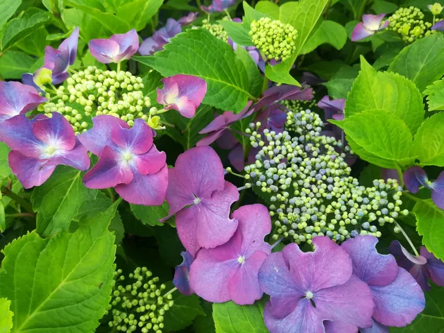 Möwe hydrangea macrophylla fleurs plates godet