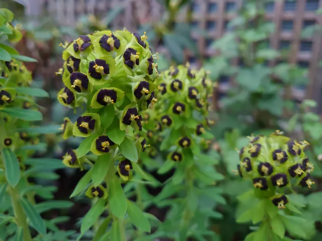 Euphorbia Black Pearl euphorbe pot 1 litre feuillage persistant