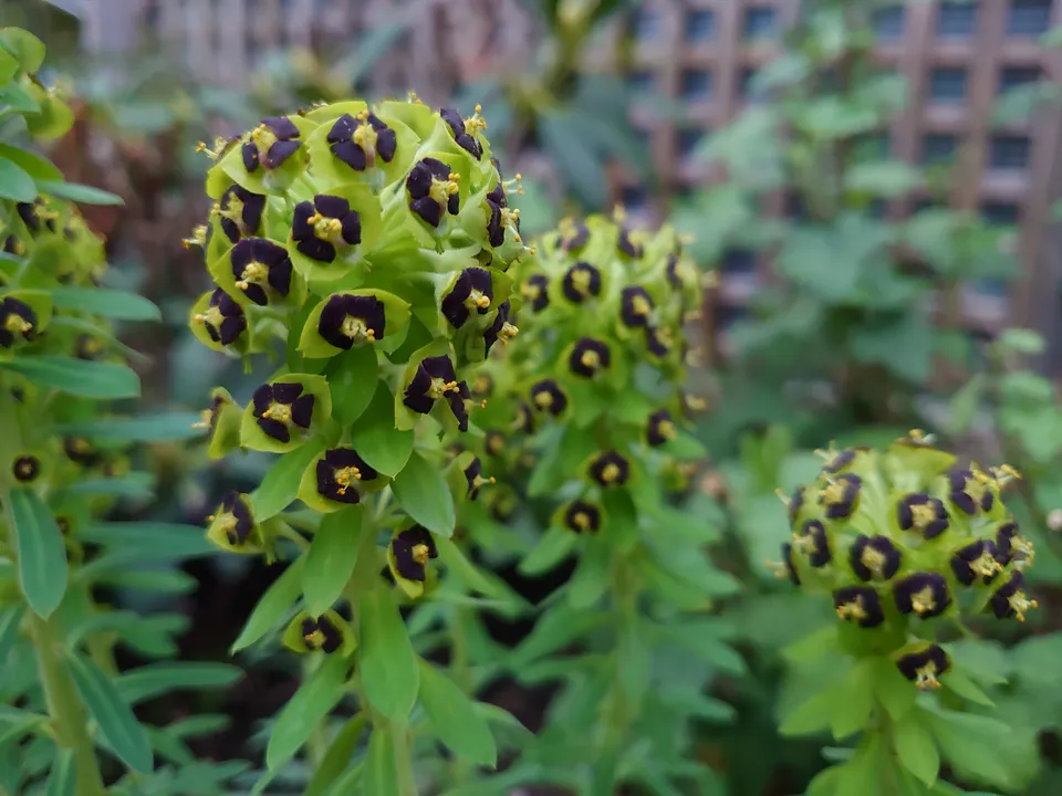 Euphorbia Black Pearl euphorbe pot 1 litre feuillage persistant