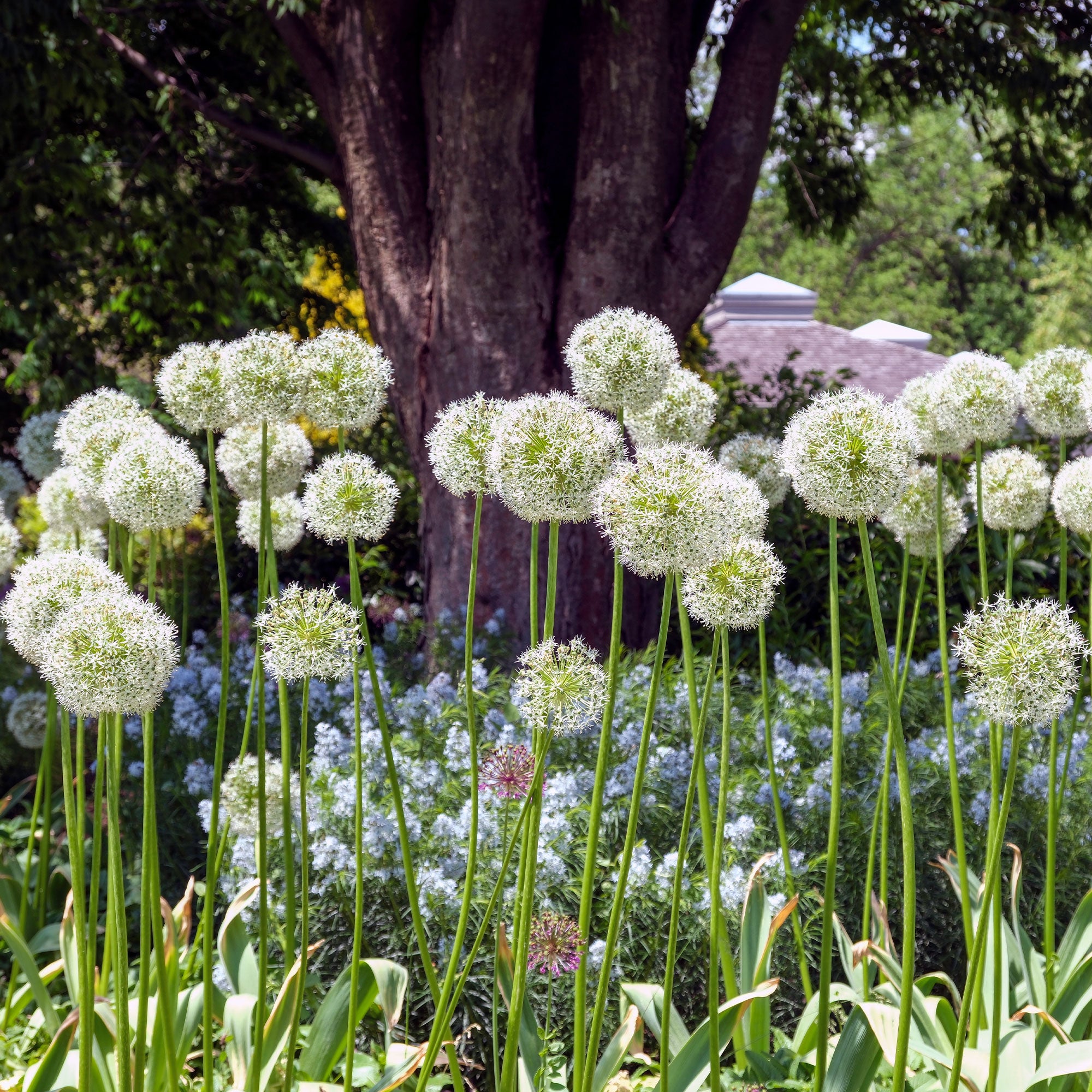 Bakker Allium Mount Everest bulbes sachet 2 blanc