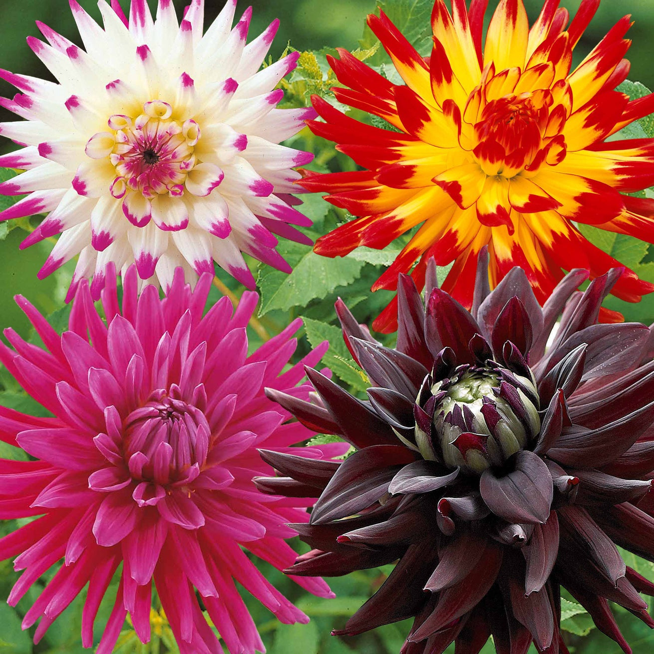 Bakker dahlias cactus en mélange sachet 8 bulbes