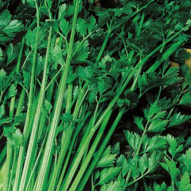 Bakker Céleri vivace à couper Bio sachet 0,5g feuilles parfumées