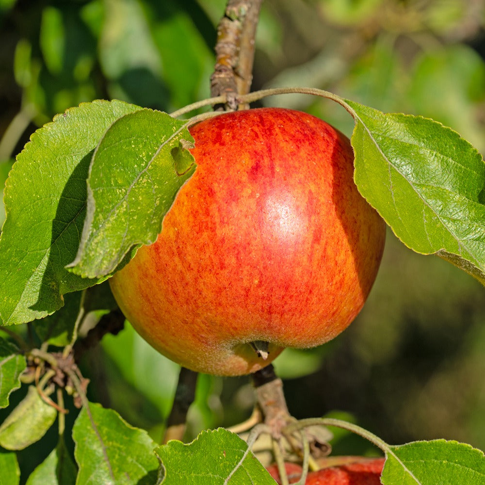 Bakker Pommier Reine des Reinettes fruitier motte scion 80-100cm