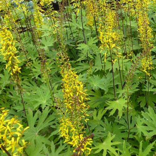 Bakker Ligulaire de Chine przewalskii vivace pot Ø 9cm jaune
