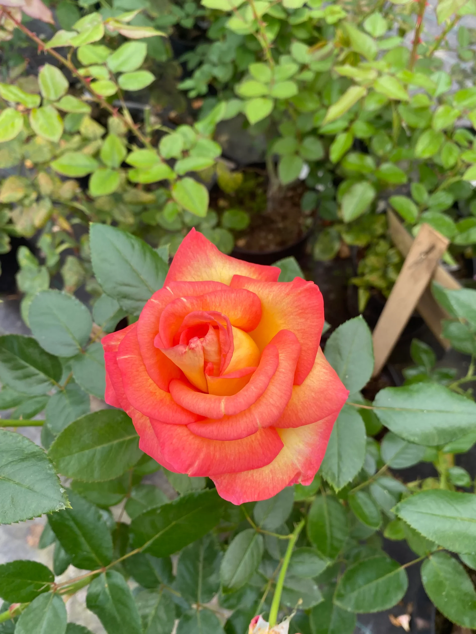 Michel Adam Roberto Alagna rosier buisson jaune orangé parfumé