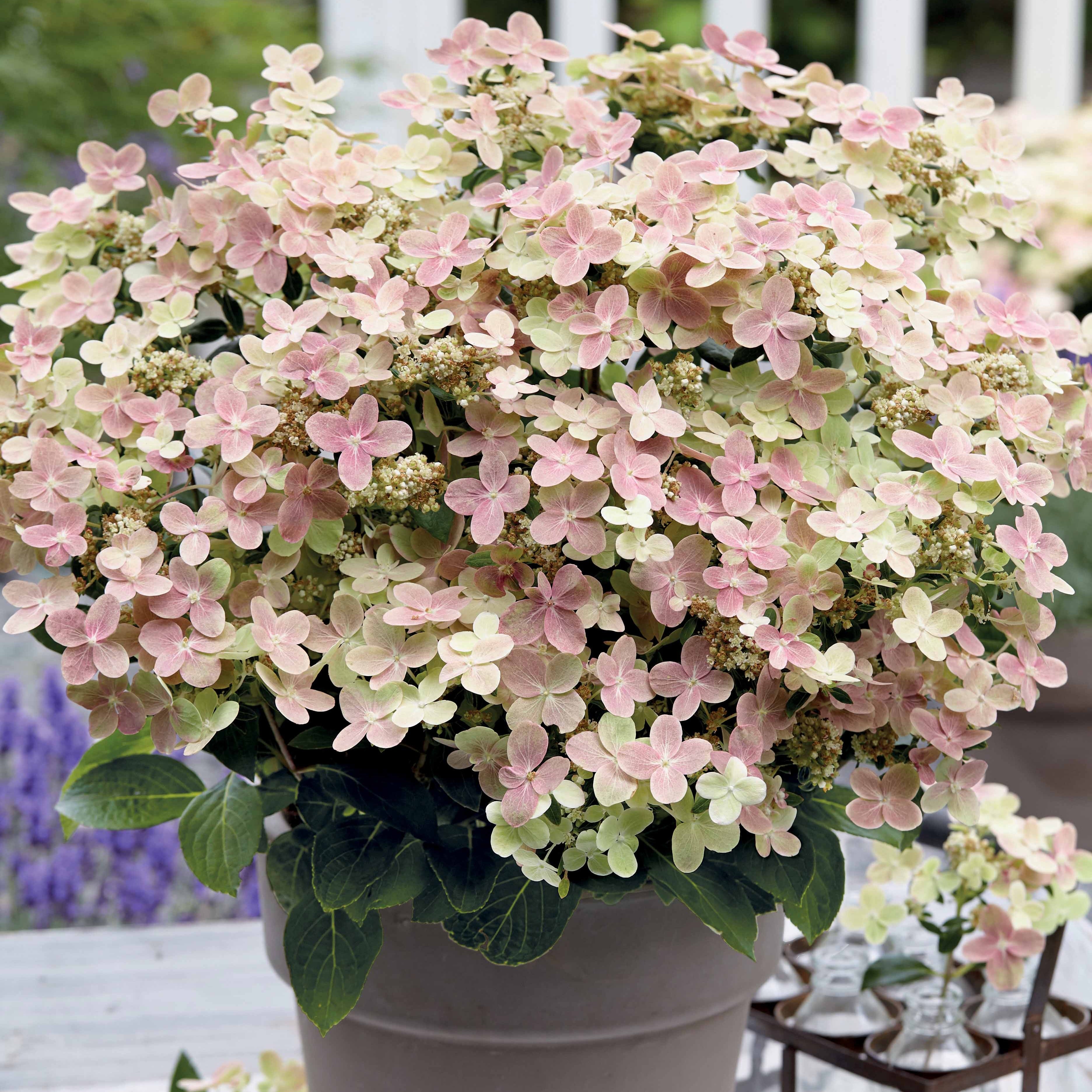 Bakker Polestar hortensia paniculé pot 1.3L blanc rose
