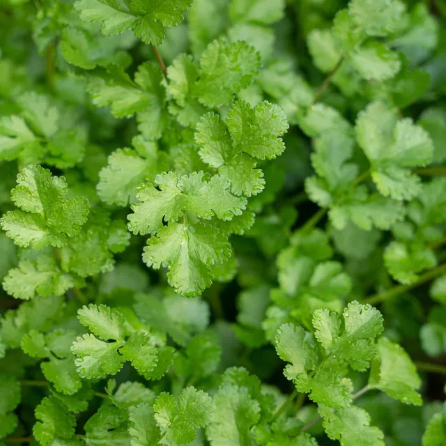 Bakker Coriandre lente à monter sachet 3g herbe aromatique