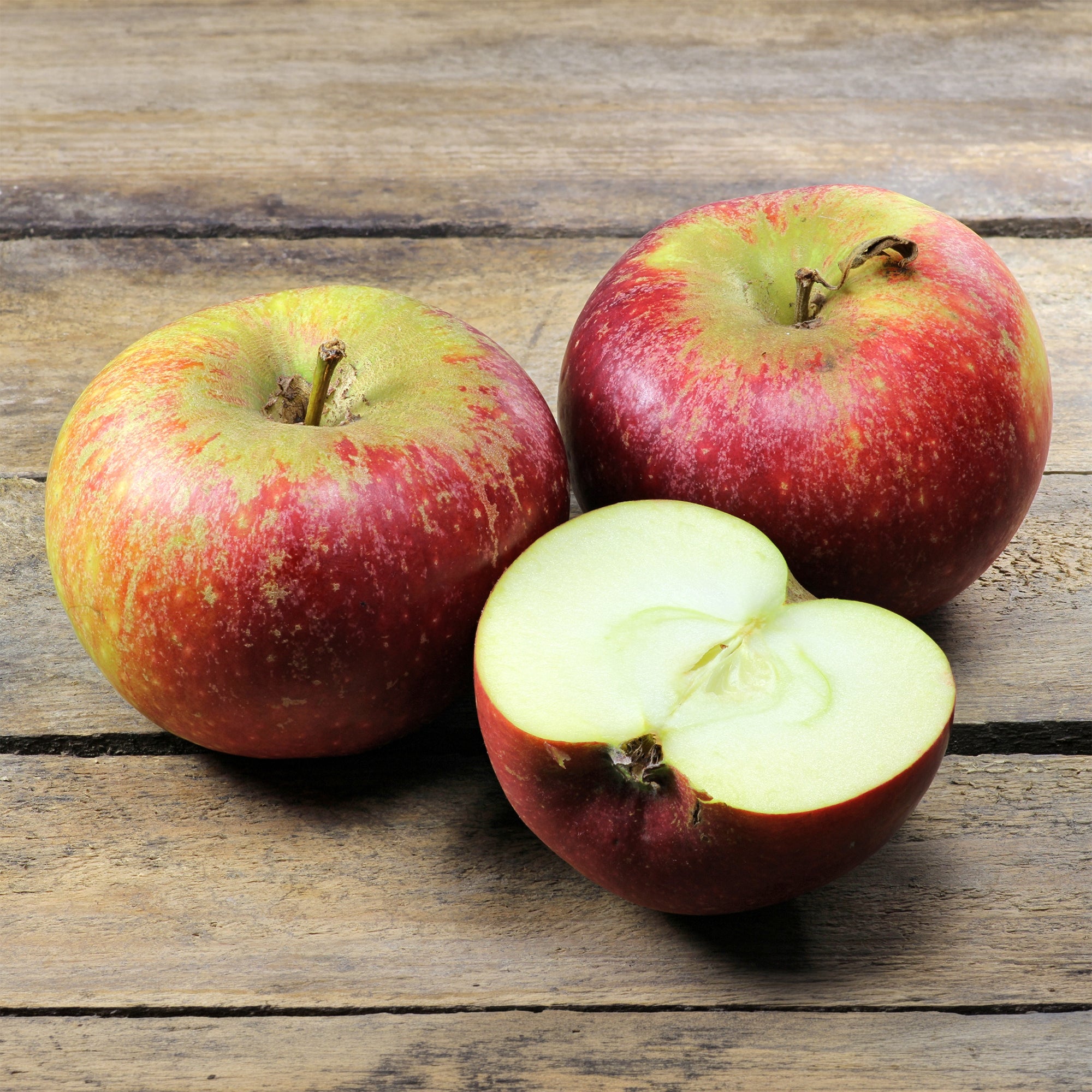 Bakker Pommier Ingrid Marie fruitier pomme rouge pot 5L