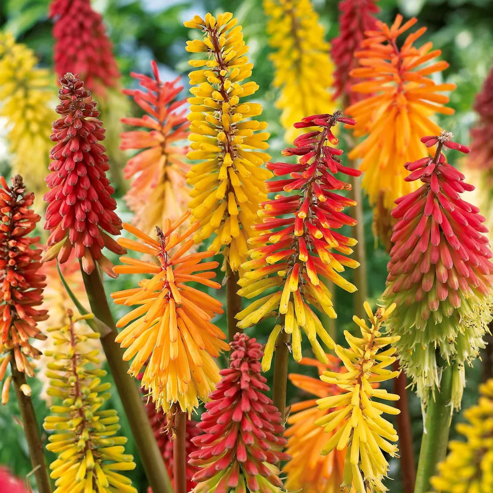 Bakker Tritomas mélange vivace 3 racines nues floraison été
