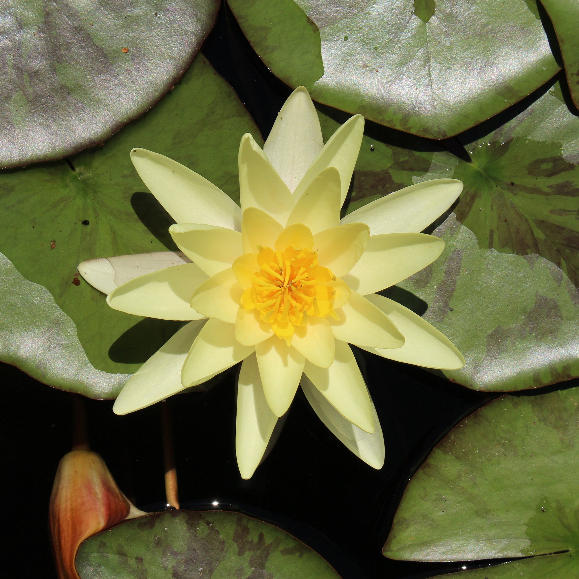 Bakker Marliacea Chromatella nénuphar jaune pot 9cm fleur parfumée