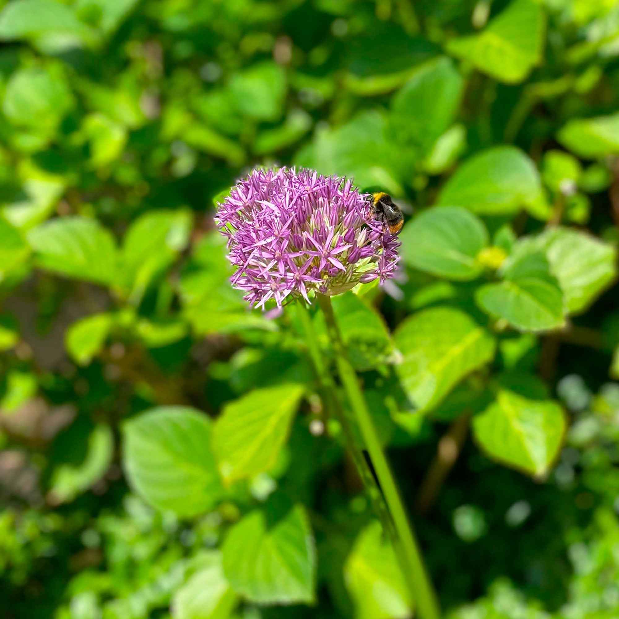 Bakker Purple Sensation allium bulbes sachet 10 violet 90cm