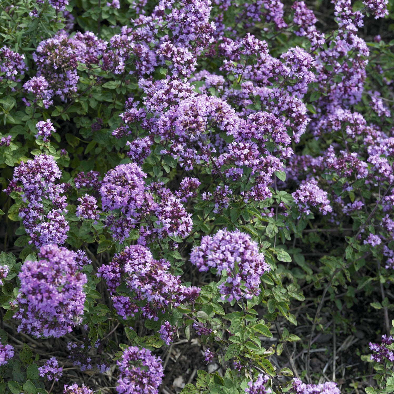 Bakker Origan Rosenkuppel vivace pot 9cm fleurs violettes