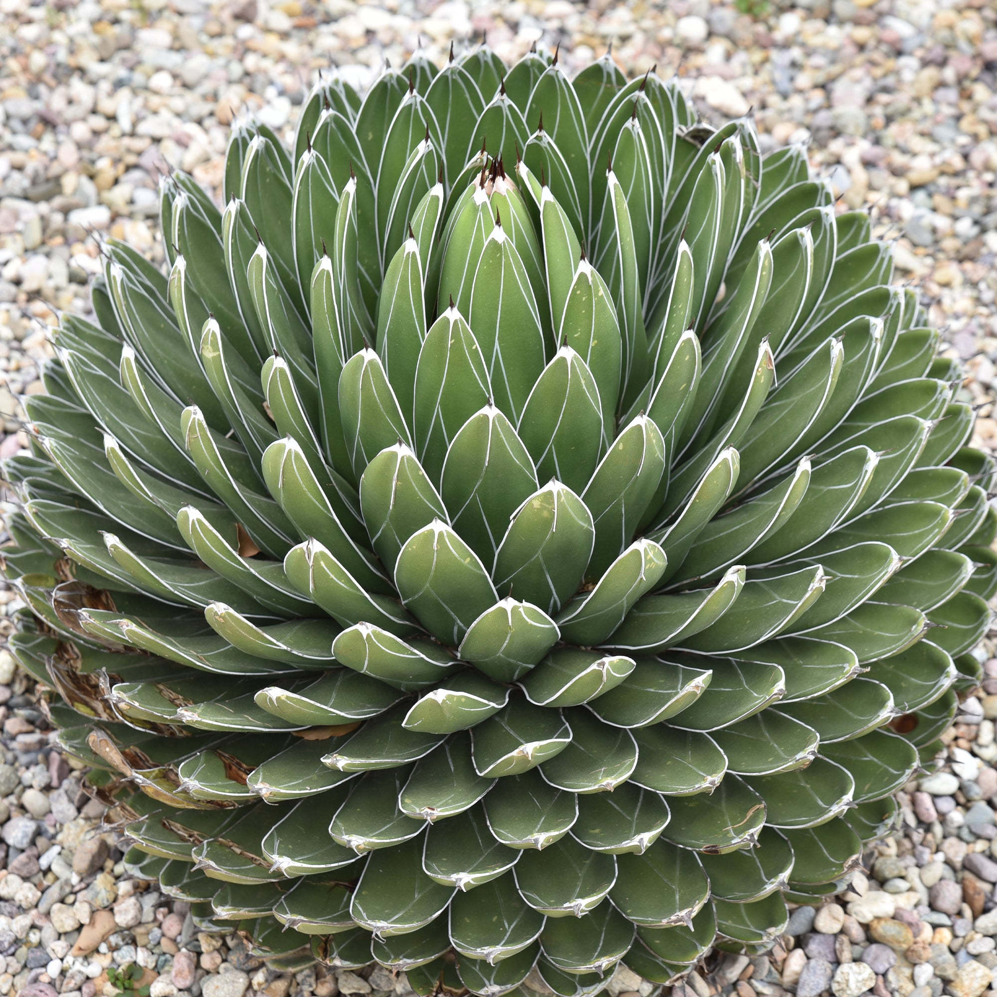 Bakker Agave Reine Victoria plante succulente pot Ø 11cm rocaille