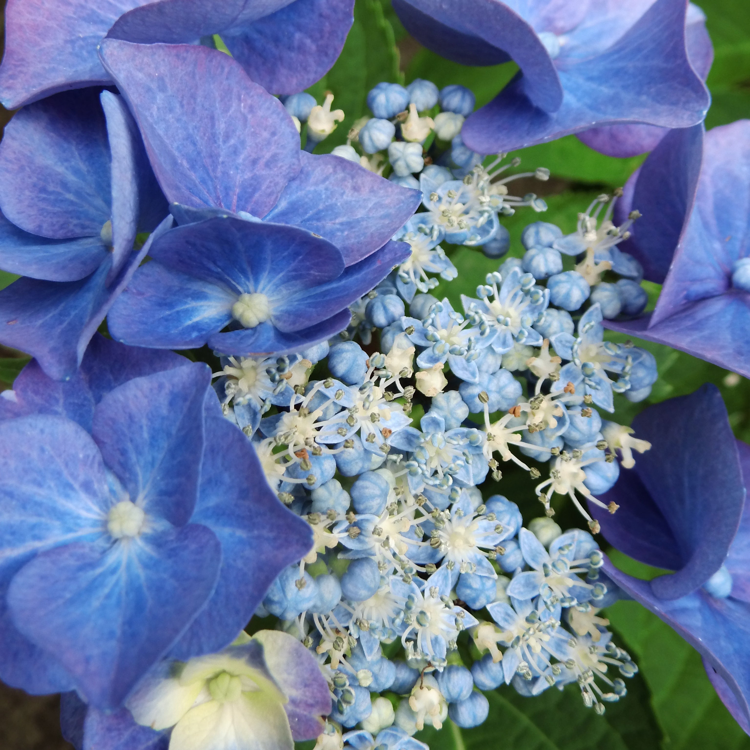 Bakker Hortensia Teller Blue arbuste pot 1,5L 15-20 cm bleu