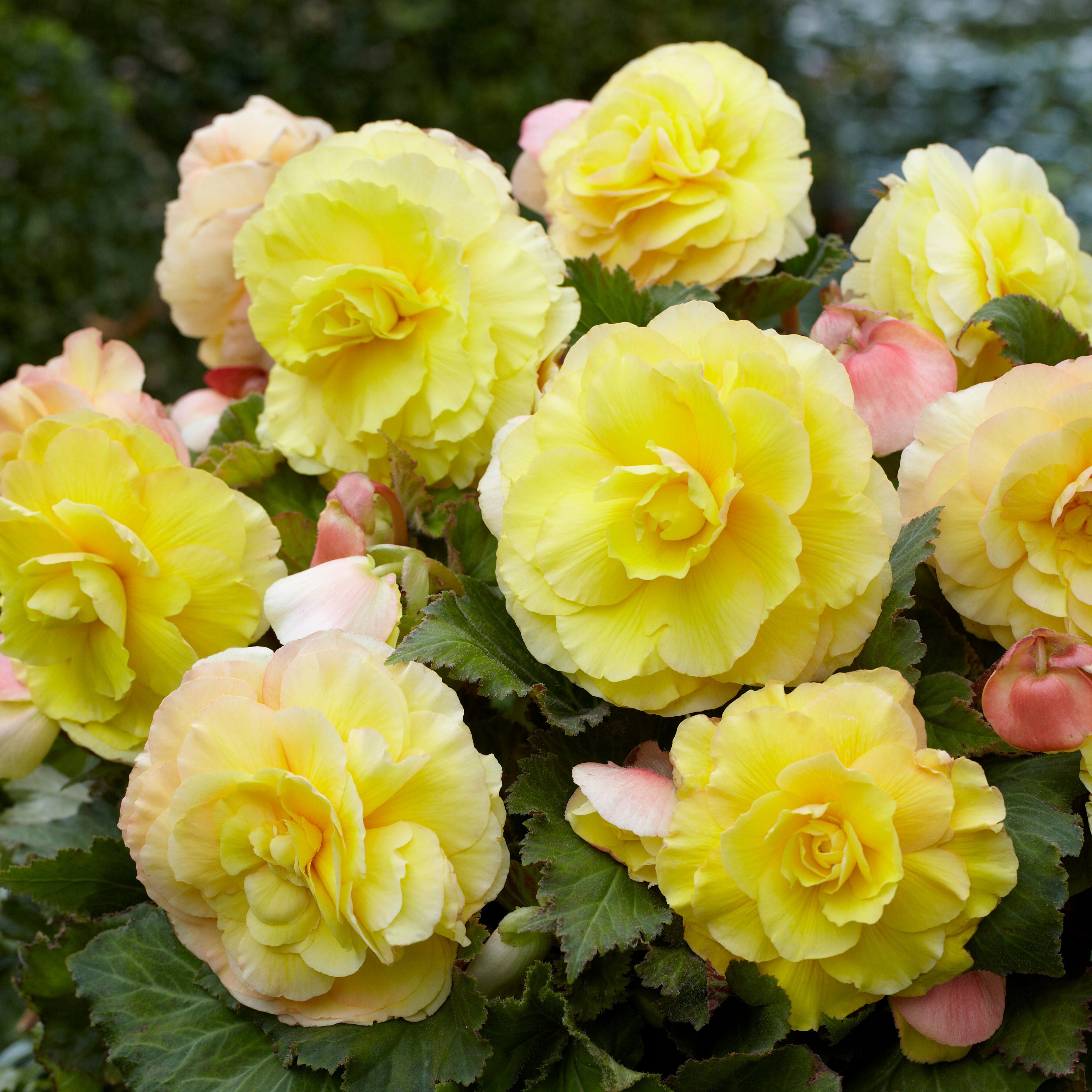 Bakker Bulbes à fleurs 5 Bégonias doubles jaunes sachet 5 bulbes ombre