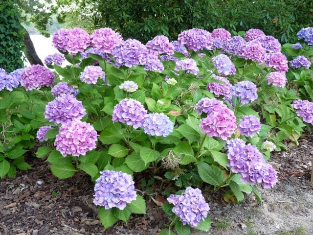 Les Hortensias du Haut Bois La Marne hortensia rond bleu