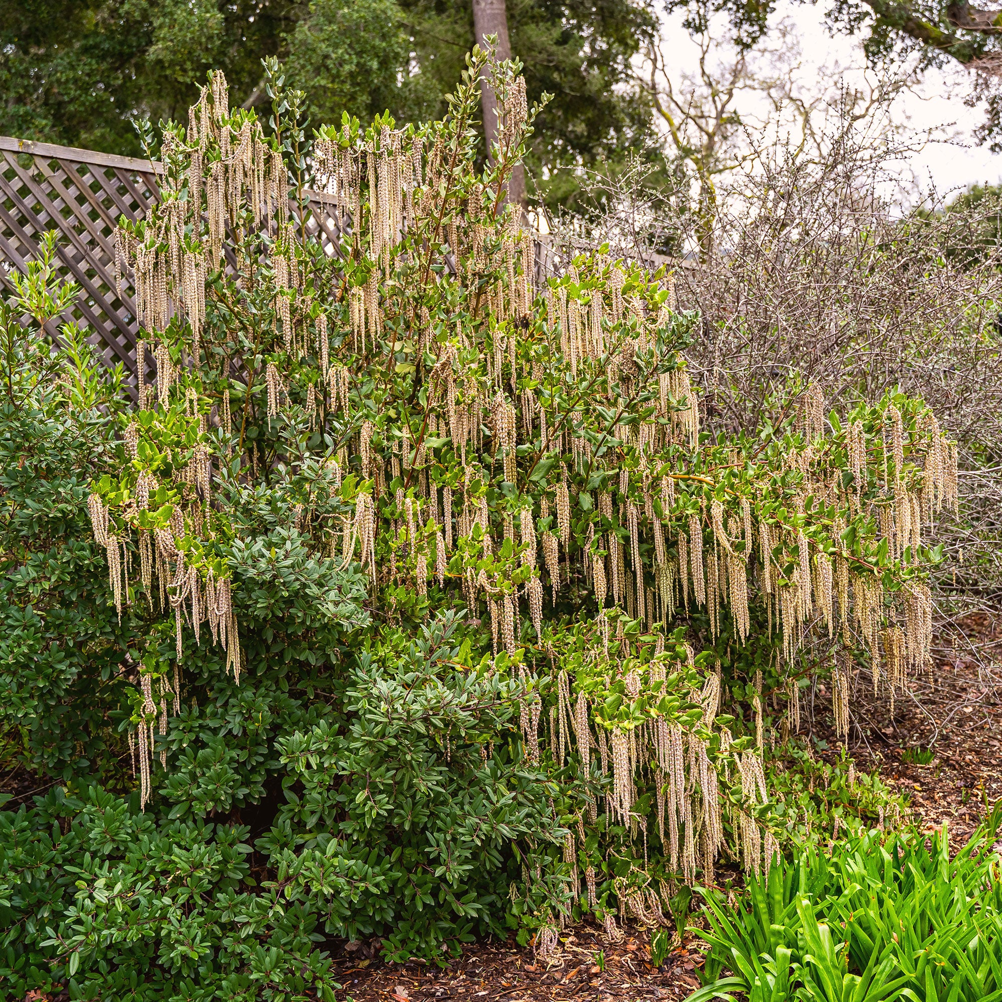Bakker Garrya elliptica arbuste pot 2L 25-30cm floraison hiver