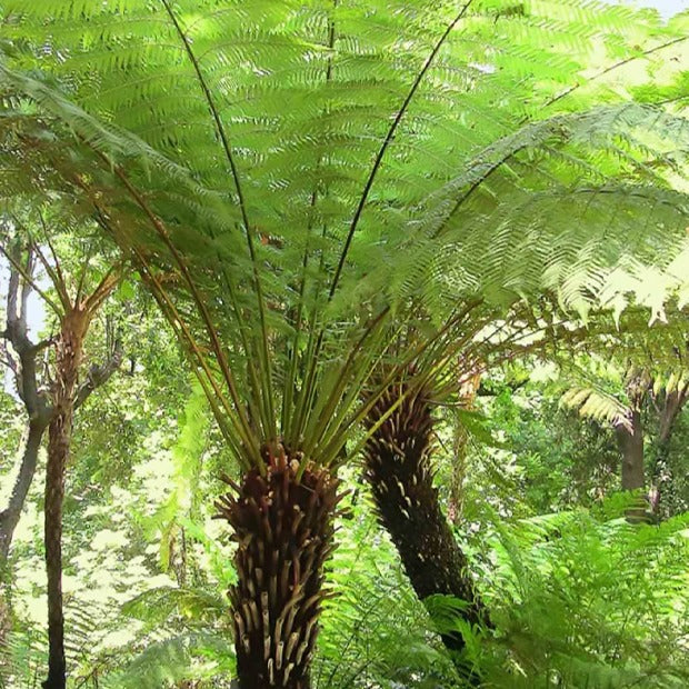 Bakker Plantes vivaces Fougère Tasmanie pot 9 cm