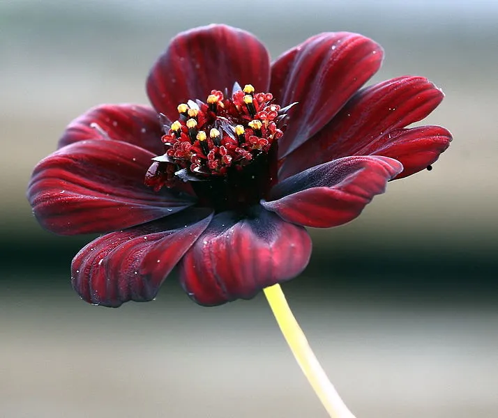 Passion Vivaces Cosmos Chocamocha plante vivace pot 1L chocolat
