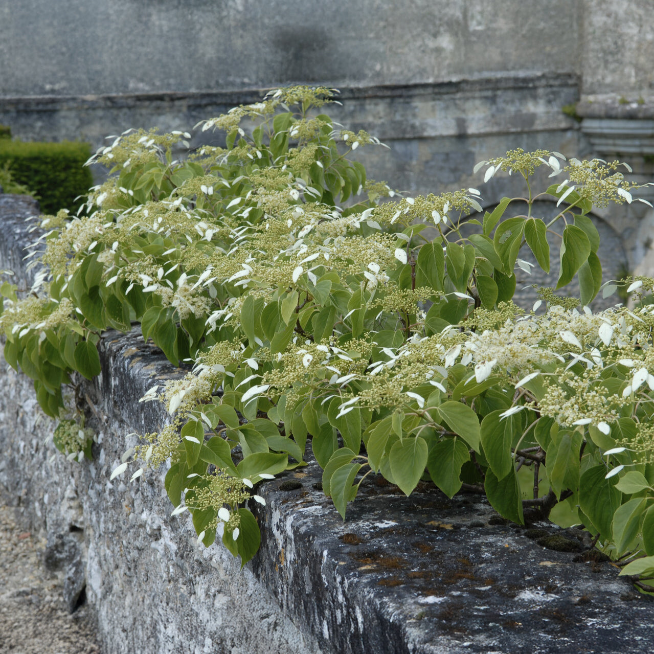 Bakker Hortensia grimpant Japon arbuste pot 1.5L blanc
