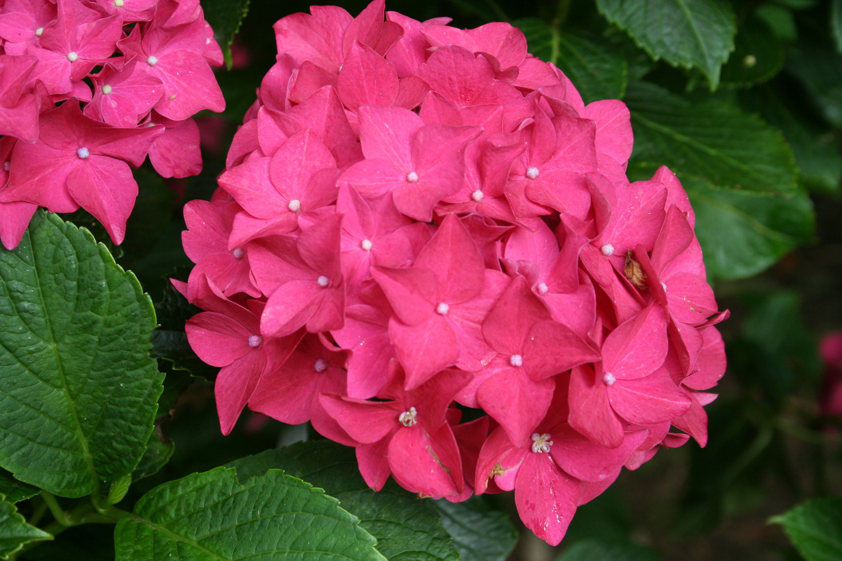 Les Hortensias du Haut Bois Merkur hortensia macrophylla rouge