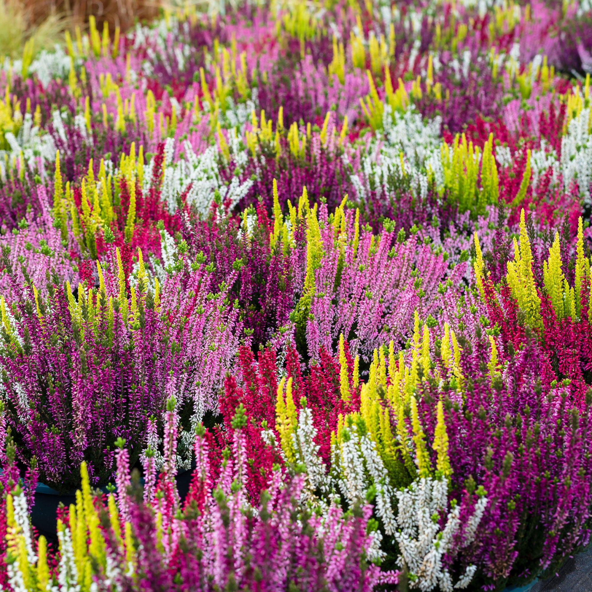 Bakker 6 Bruyères d'été mélange pots Ø9cm