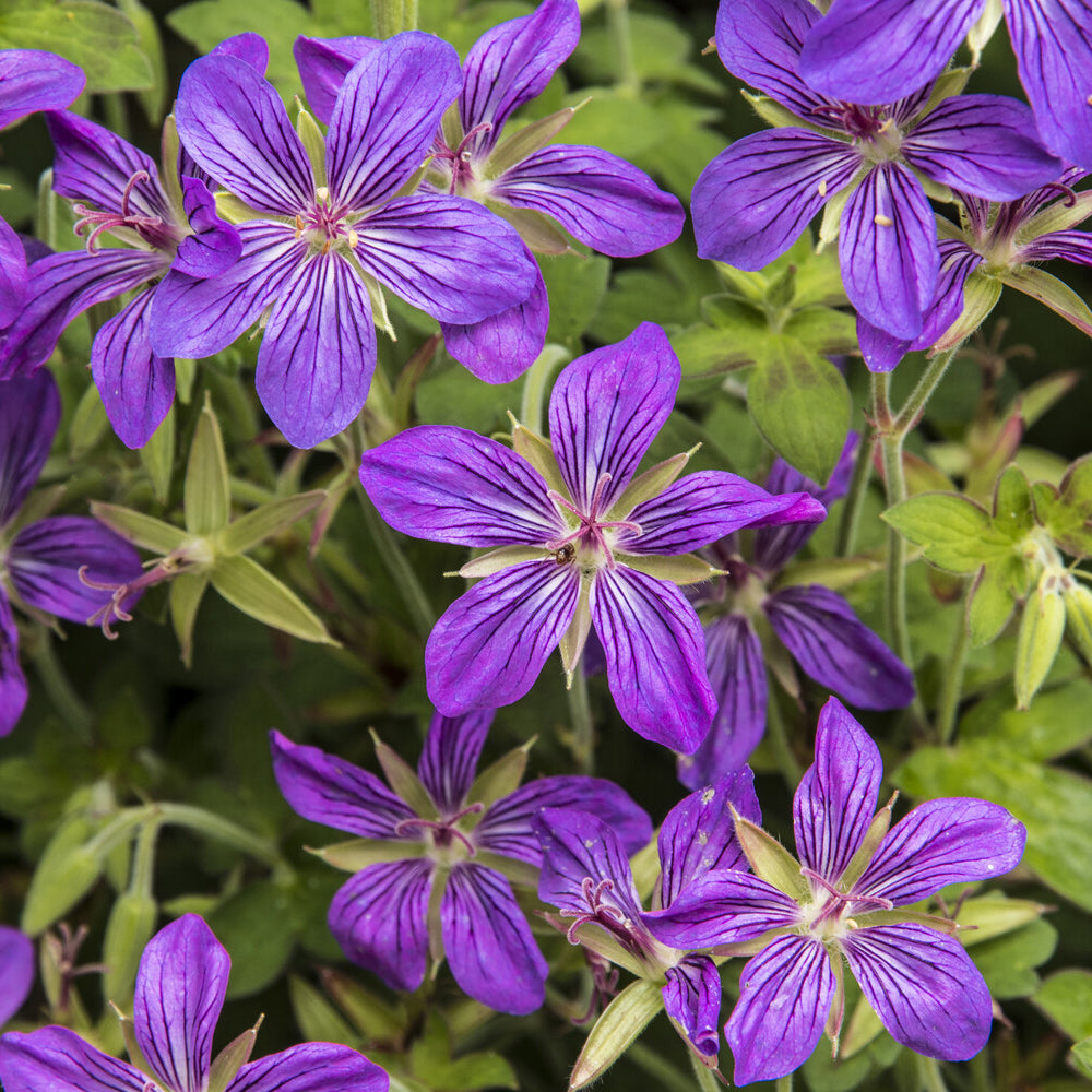 Bakker Géranium Sibérie vivace violette pot 8cm rustique