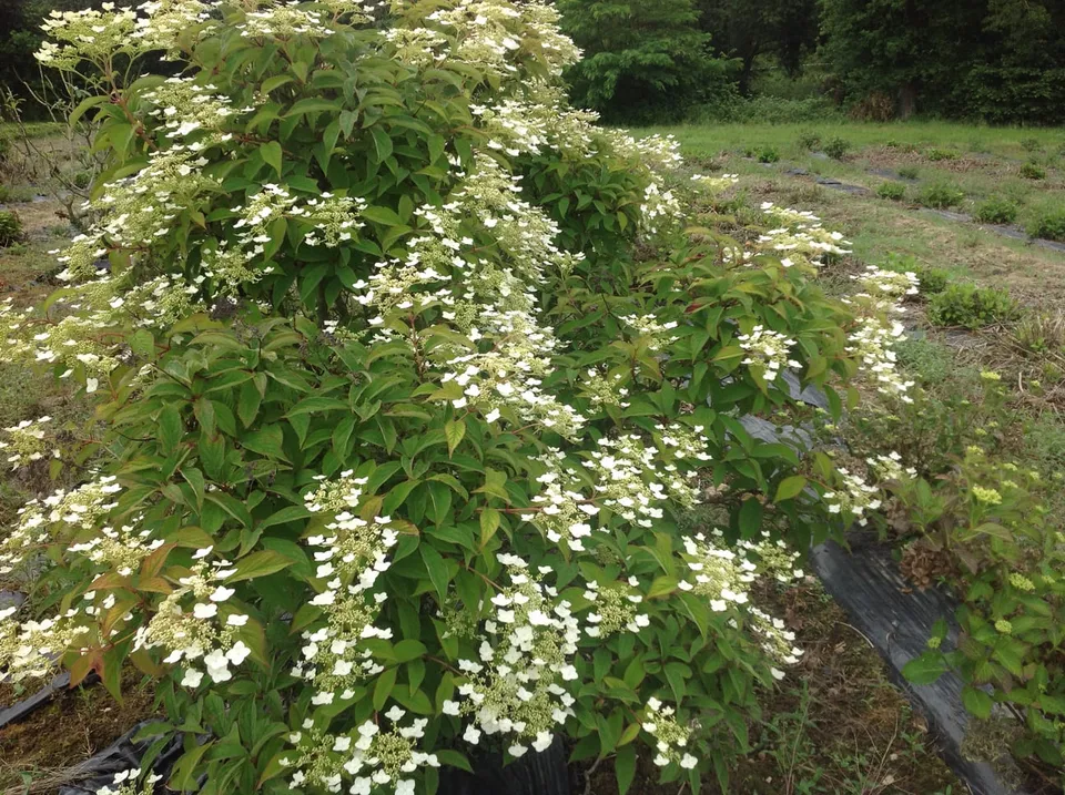 Les Hortensias du Haut Bois Hydrangea heteromalla Jermyn’s lace hortensia blanc