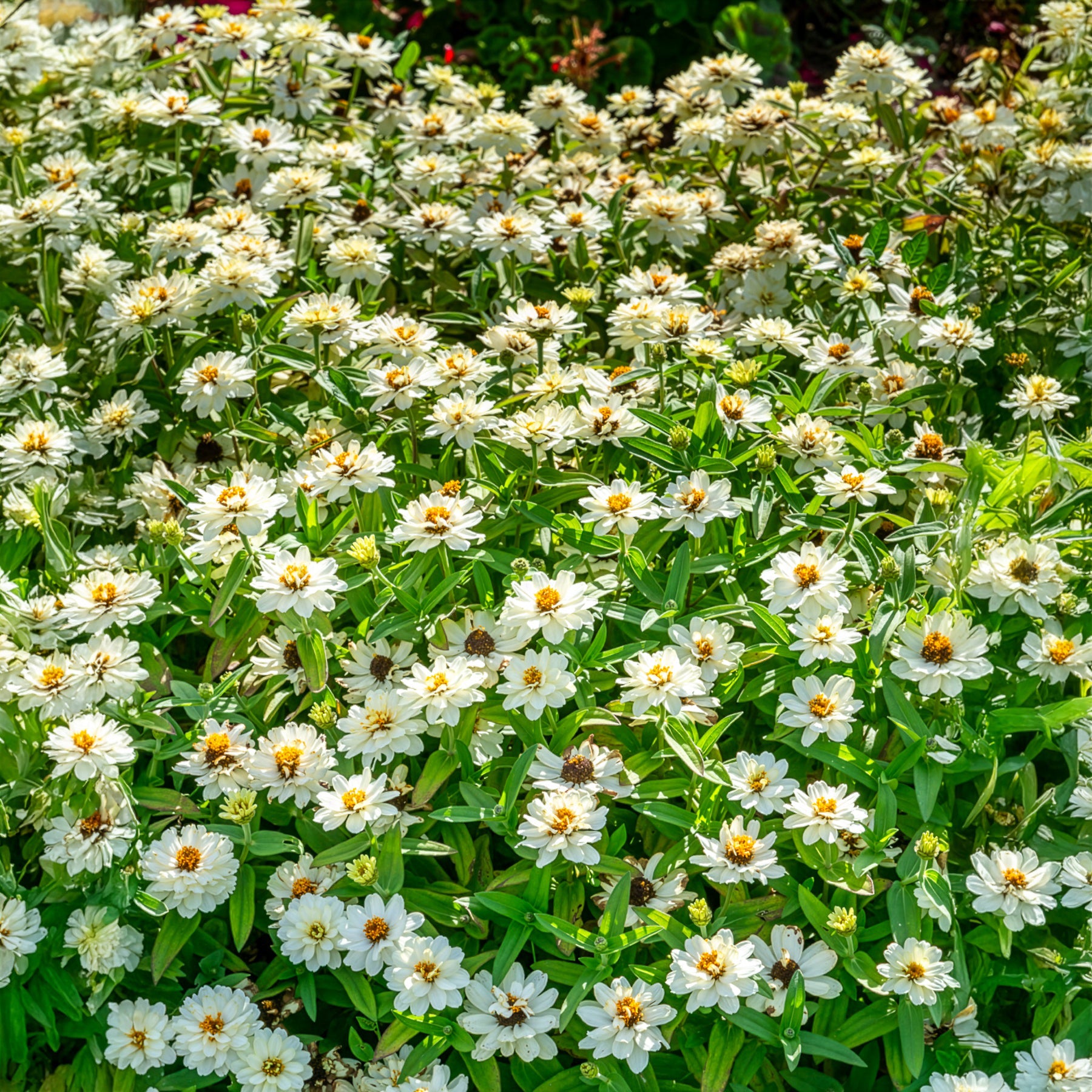 Bakker Terrasse Zinnia Double Blanc fleur pot Ø10,5cm soleil