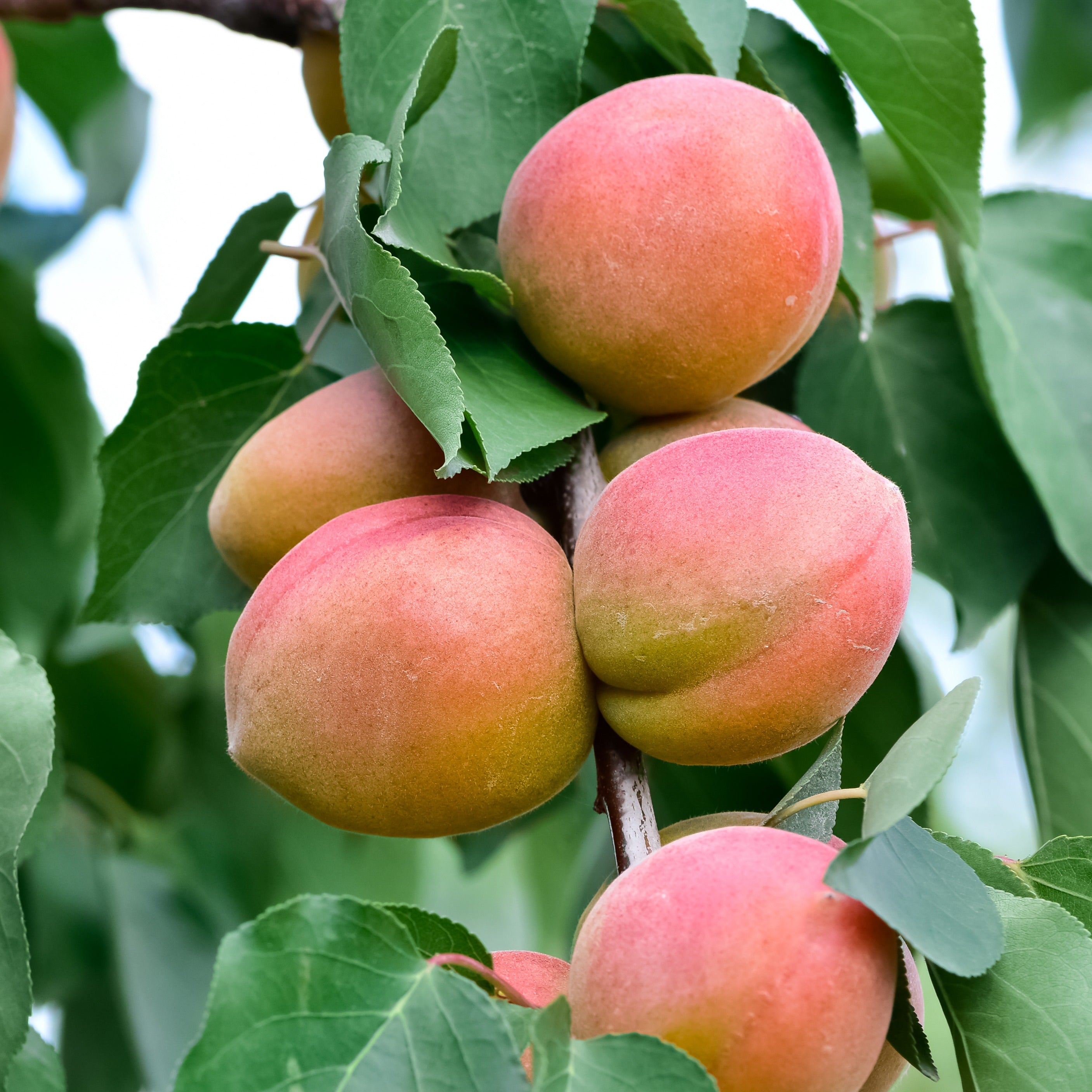 Bakker Aprigold mini-abricotier scion abricots pot