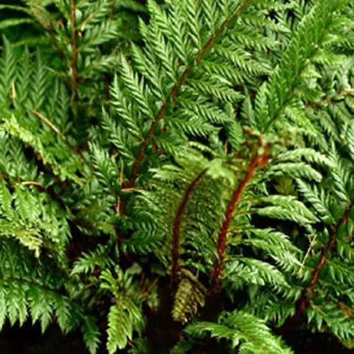 Bakker Polystic Siny Holly Fern fougère pot 9cm persistante