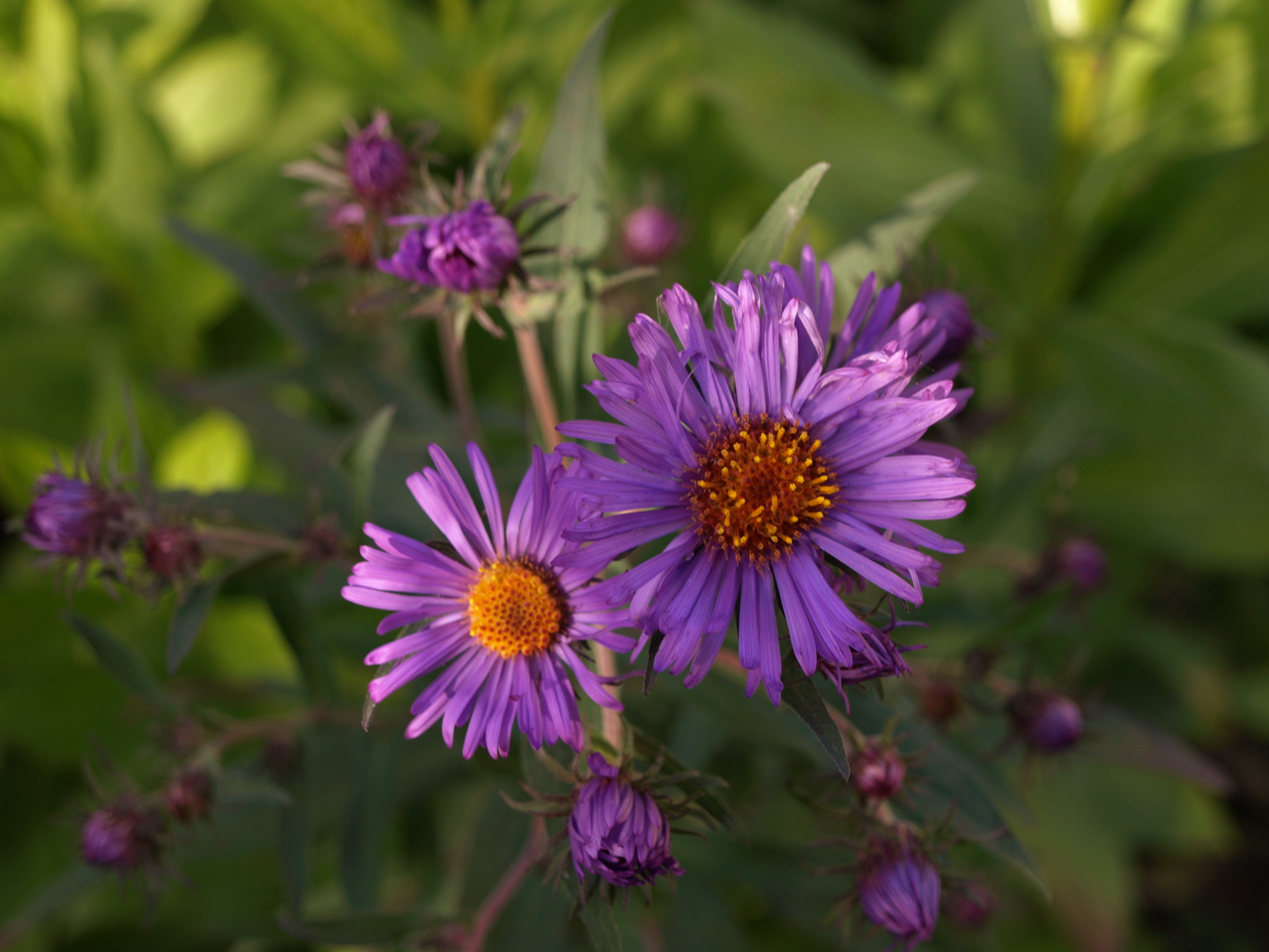 Passion Vivaces ASTER novae-angliae Constance vivace godet violet