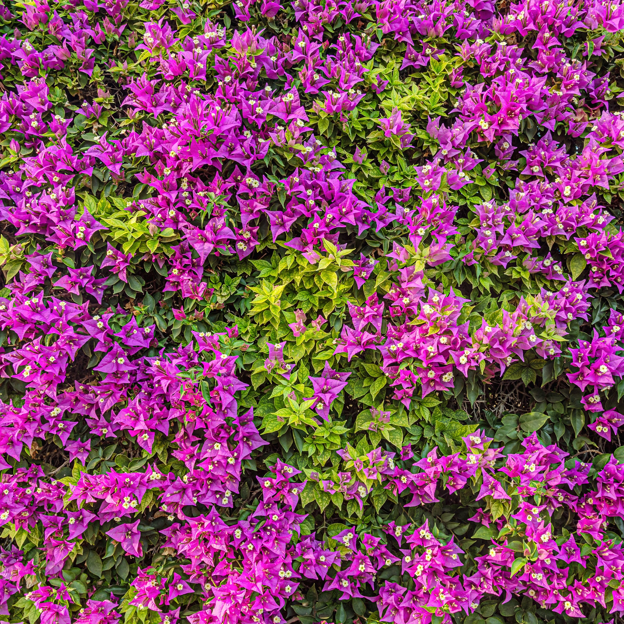 Bakker Bougainvillier Violet pot Ø12cm 30cm
