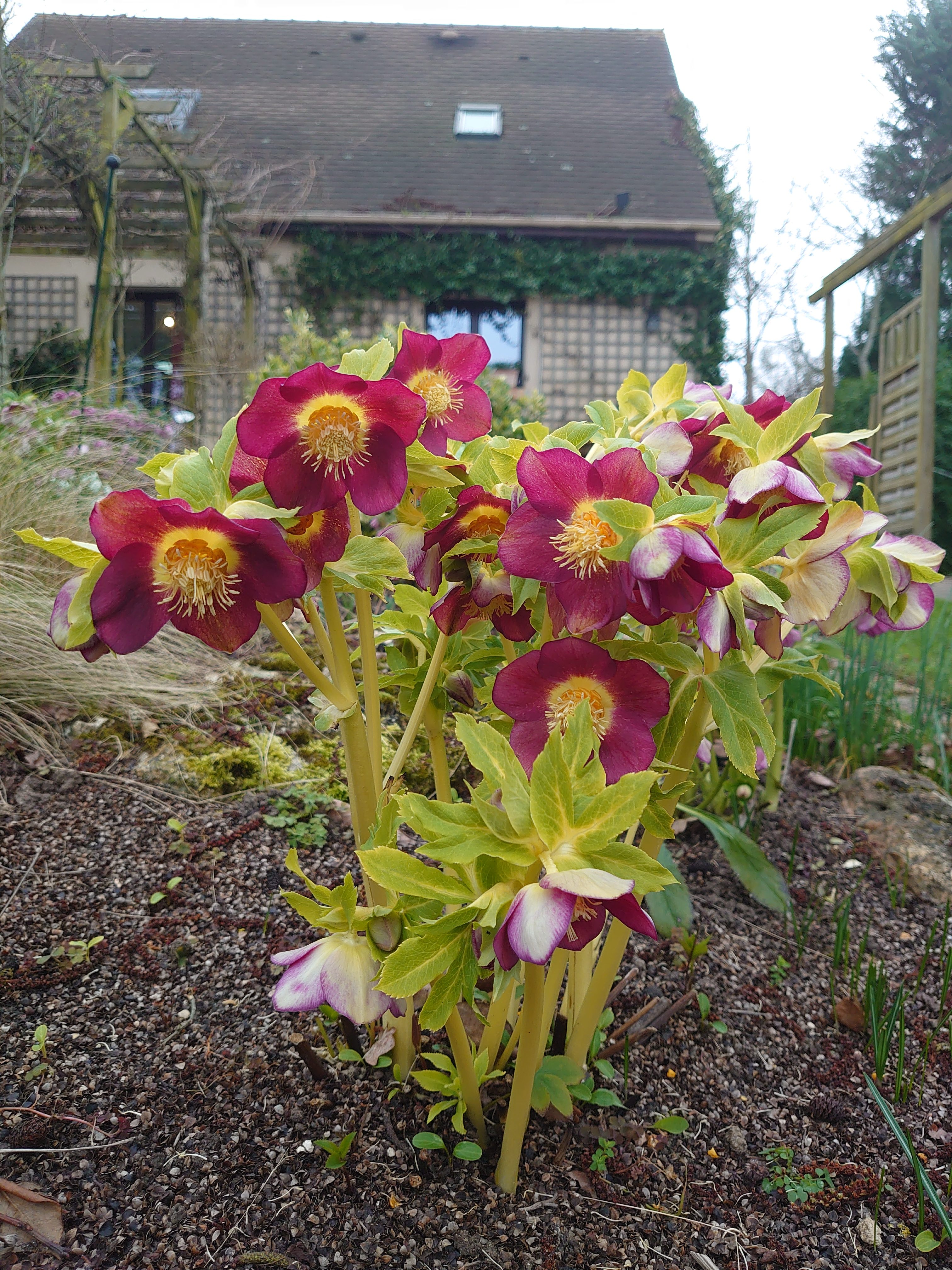 Helleborus Ruby Gold plante vivace pot 2L fleurs rouges