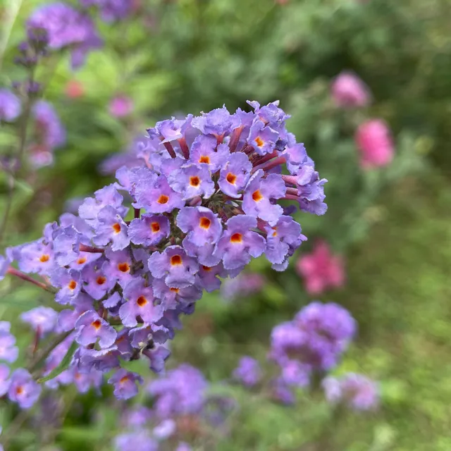 Bakker Buddleia Dreaming Lavender arbre à papillons pot 9cm