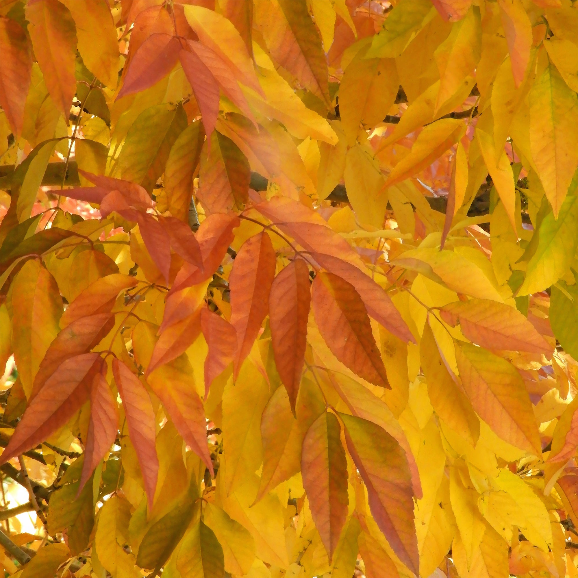 Bakker Fraxinus americana Skyline arbre pot 5L