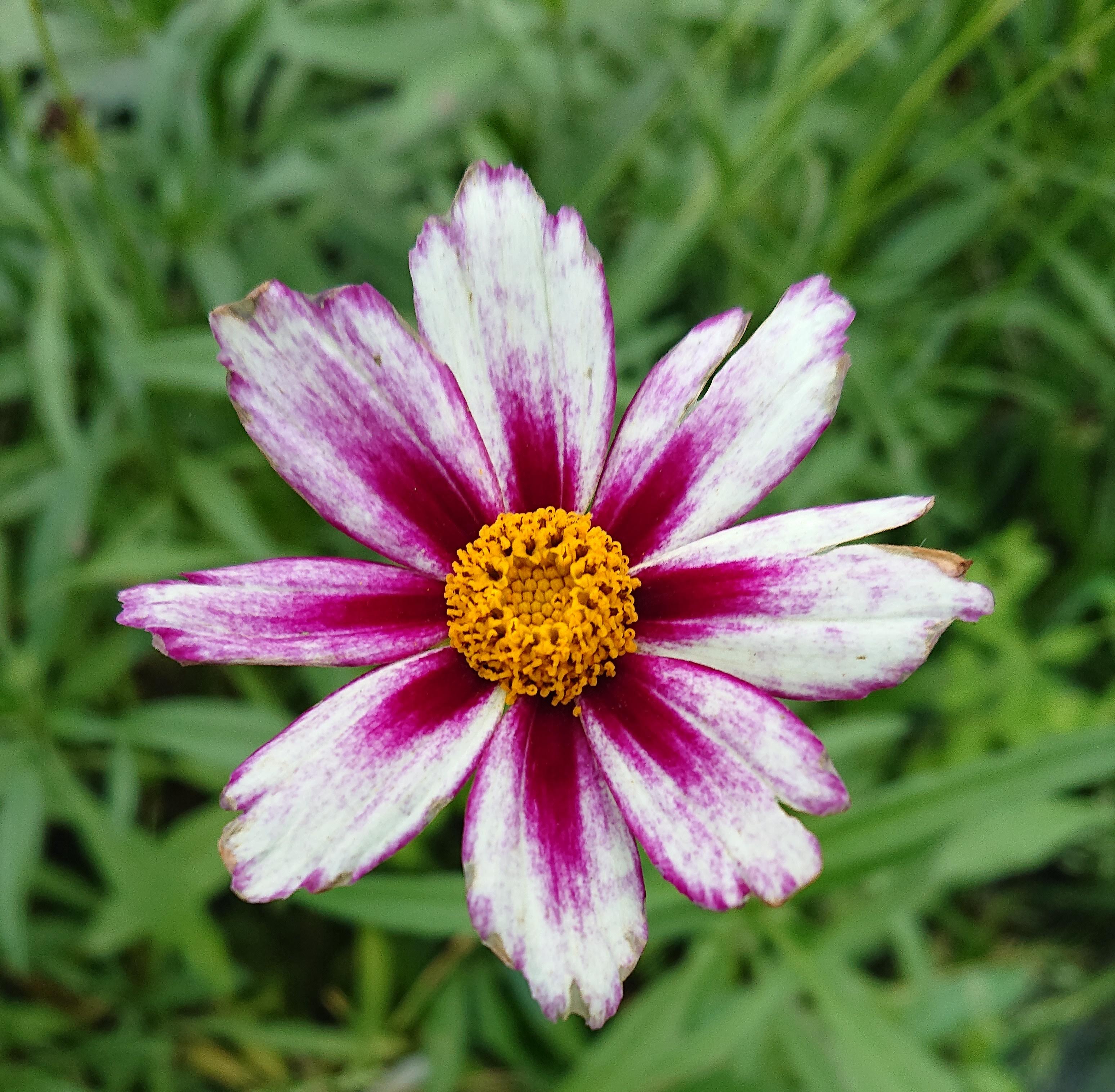 Passion Vivaces COREOPSIS Raspberry coréopsis blanc pot 1L