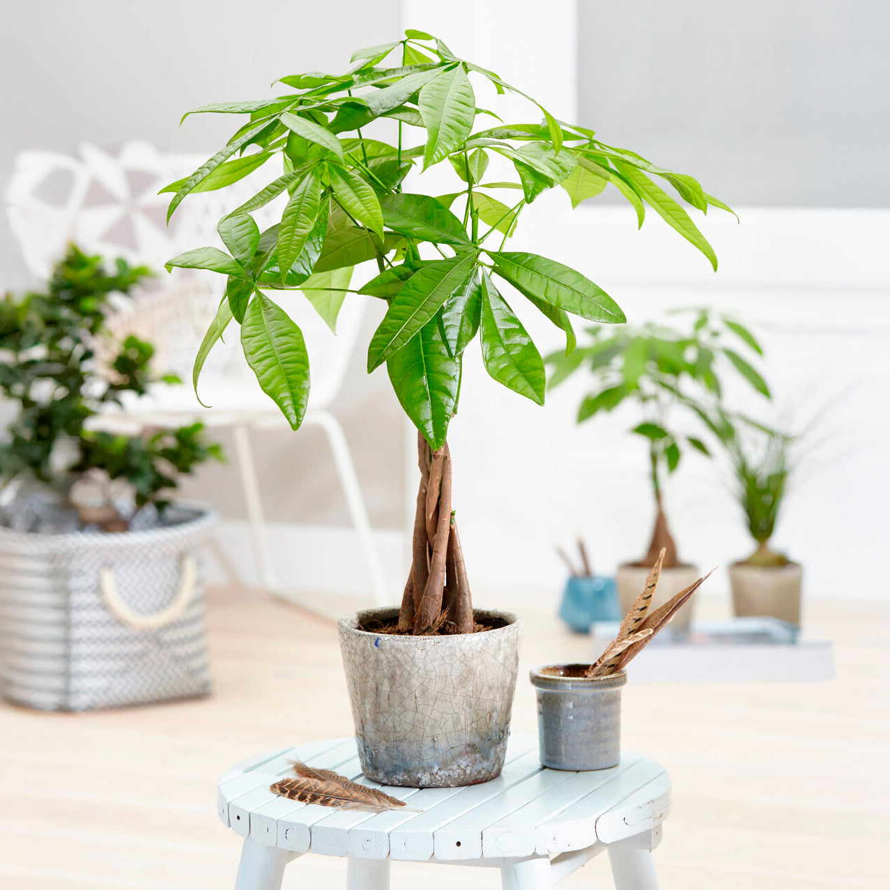 Bakker Pachira Aquatica Arbre à argent Pot 17cm