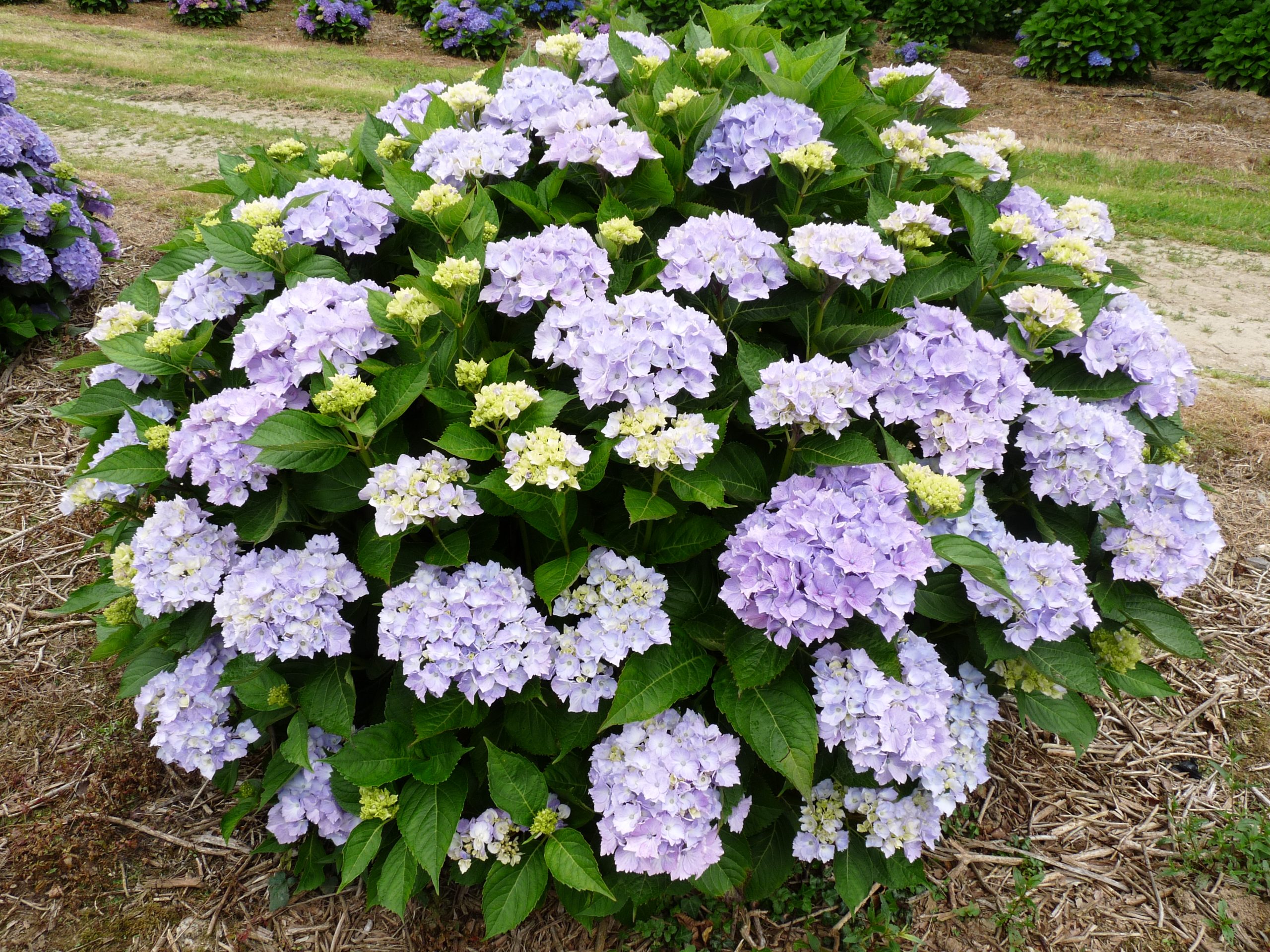 Les Hortensias du Haut Bois La Marne hortensia rond bleu